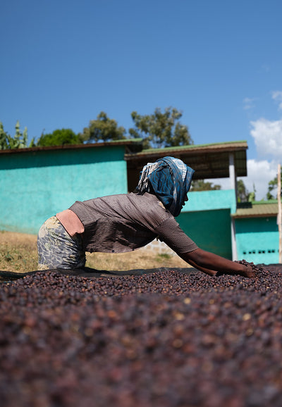 Ethiopia Wush Wush Coffee Beans | Spiritus Coffee